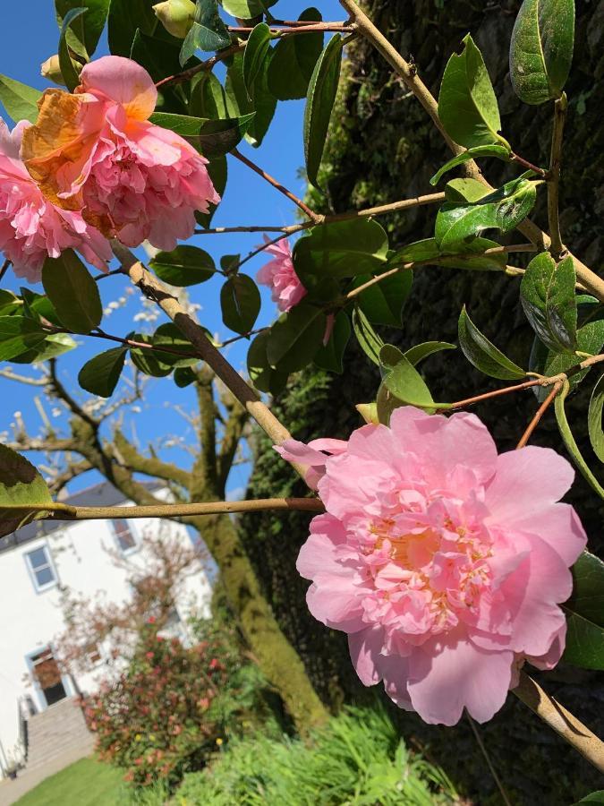 Riverbank House Bed And Breakfast Innishannon ภายนอก รูปภาพ